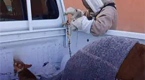 Abejas atacan a una familia y su mascota