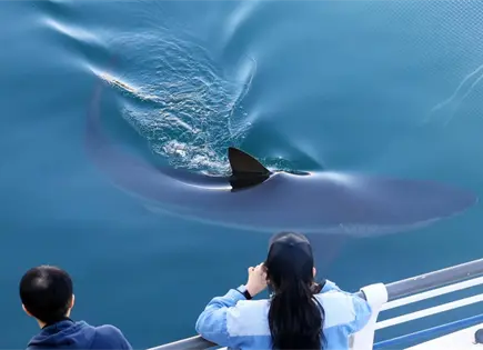 Corea del Sur intenta liberar tibur&oacute;n arenero Bukangi en Busan