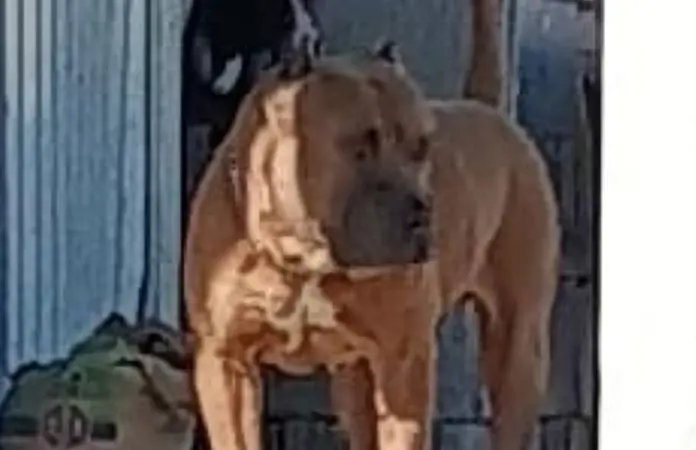 Víctimas de mordedura de perro deben denunciar al dueño del can