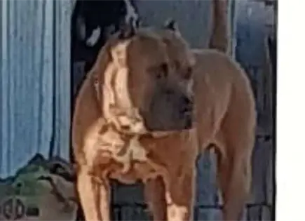 Víctimas de mordedura de perro deben denunciar al dueño del can Víctimas de mordedura de perro deben denunciar al dueño del can