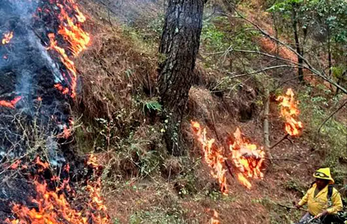 Restaurarán hectáreas siniestradas por incendios