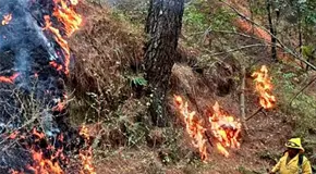 Restaurar&aacute;n hect&aacute;reas siniestradas por incendios