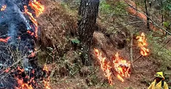 Restaurar&aacute;n hect&aacute;reas siniestradas por incendios