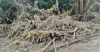 Denuncian ecocidio en la calle Romalu
