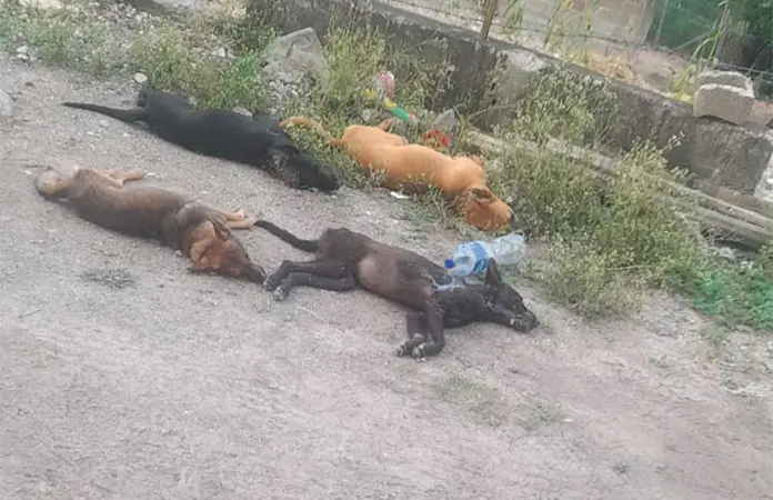 Envenenan perros en Mojarras de Abajo