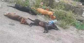 Envenenan perros en Mojarras de Abajo