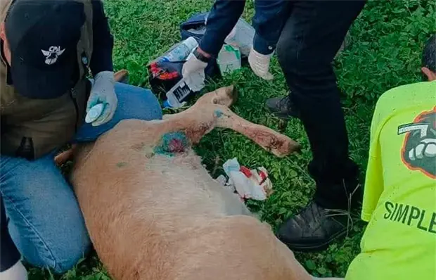 Buscan controlar casos de gusano barrenador