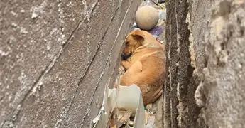 Rescata PC a perrito atrapado