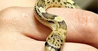 Atienden fauna silvestre desplazada de su h&aacute;bitat