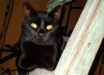 Alertan por ritos sat&aacute;nicos con gatos