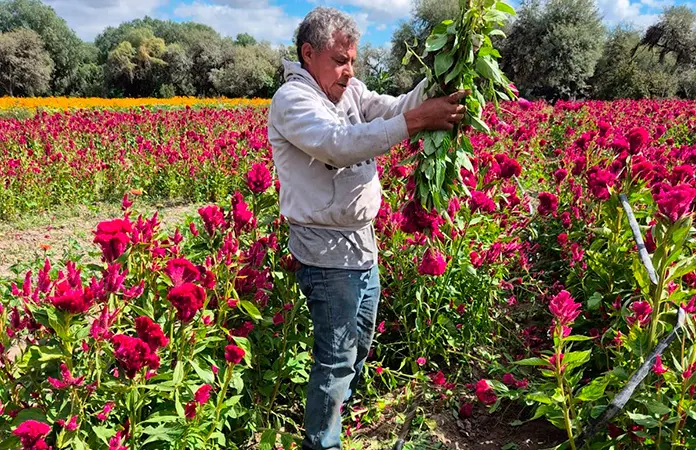 Cuatro meses del cultivo a la cosecha