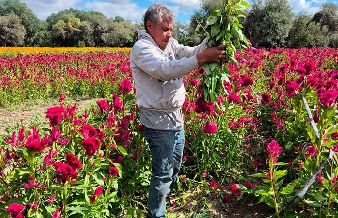 Especial | Del surco al altar: flores que guardan la memoria Especial | Del surco al altar: flores que guardan la memoria